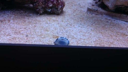 7.JPG (30.54 KiB) Vist 3215 gange Nerita sp.