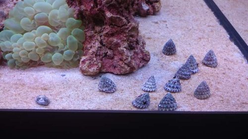 8.JPG (43.46 KiB) Vist 2658 gange Nerita sp. og Trochus snail