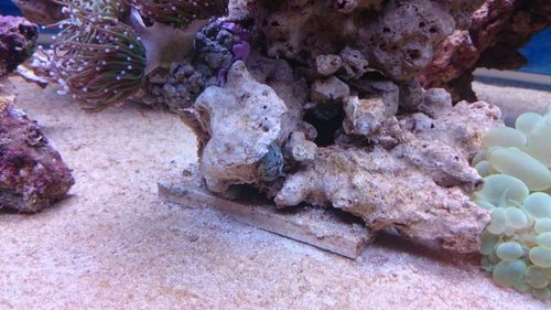 9.JPG (53.22 KiB) Vist 3215 gange Euphyllia glabrescens (green), Nerita sp. og Plerogyra sinuosa (green)