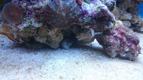 10.JPG (48.47 KiB) Vist 3215 gange Lysmata amboinensis og Nerita sp.