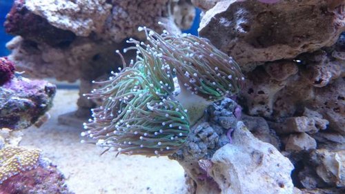 11.JPG (50.98 KiB) Vist 2658 gange Euphyllia glabrescens (green)