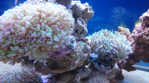 12.JPG (49.9 KiB) Vist 2658 gange Euphyllia paraancora (grøn med lilla spidser). Lige midt i billedet kan man se de to små fragmenter fra min Euphyllia paraancora (grøn med lilla spidser), som var faldet af, og som jeg troede var døde. Dem tog jeg op fra det hul, som jeg havde lagt dem i, og vovede mig, om jeg kunne lime dem fast, da der kun er meget lidt skelet tilbage, men det lykkedes heldigvis =)