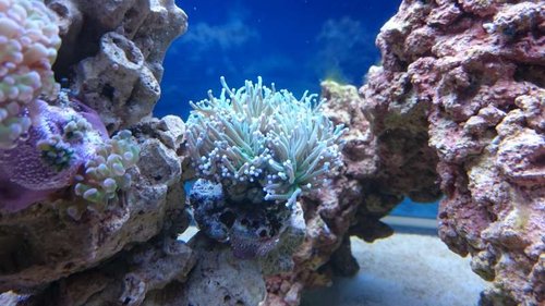 13.JPG (54.04 KiB) Vist 3215 gange Euphyllia glabrescens (Torch)