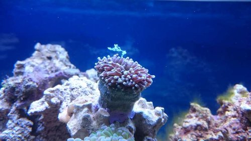 14.JPG (35.48 KiB) Vist 2658 gange Euphyllia glabrescens (Australia orange)