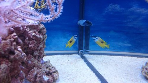 15.JPG (36.64 KiB) Vist 3215 gange Siganus unimaculatus