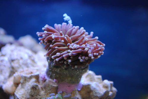 1.JPG (29.28 KiB) Vist 3215 gange Euphyllia glabrescens (Australia orange)