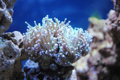 2.JPG (44.17 KiB) Vist 3587 gange Euphyllia glabrescens (Torch)
