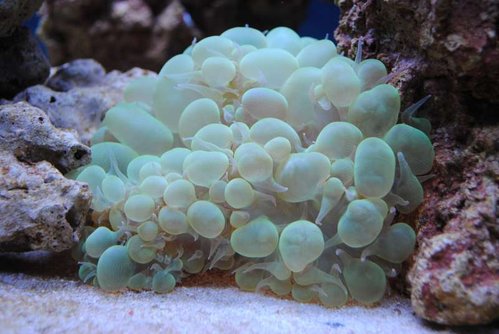 3.JPG (44.96 KiB) Vist 2658 gange Plerogyra sinuosa (green)