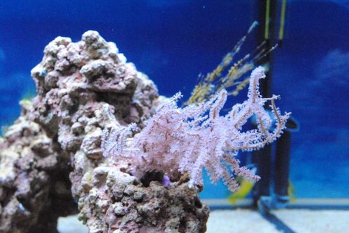 4.JPG (50.8 KiB) Vist 2658 gange Eunicea succinea