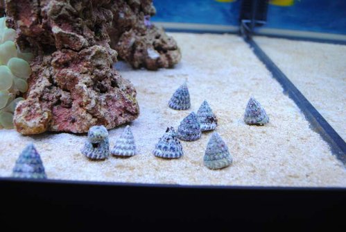 5.JPG (46.22 KiB) Vist 3587 gange Nerita sp. og Trochus snail