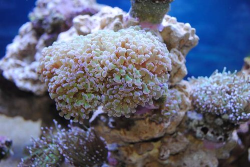 7.JPG (48.79 KiB) Vist 3551 gange Euphyllia paraancora (grøn med lilla spidser)