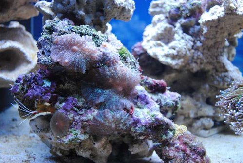 8.JPG (60.98 KiB) Vist 3215 gange Lysmata amboinensis, Div. Discosoma og Euphyllia glabrescens (green)