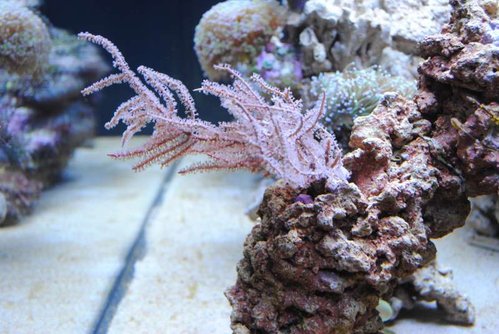 13.JPG (58.89 KiB) Vist 3215 gange Eunicea succinea