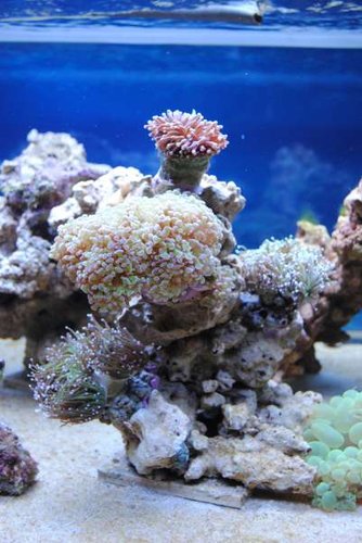 14.JPG (35.3 KiB) Vist 2658 gange Min Euphyllia-garden