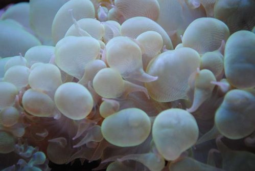 15.JPG (27.07 KiB) Vist 3215 gange Makrobillede af Plerogyra sinuosa (green)