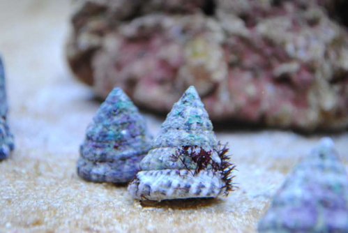 16.JPG (33.62 KiB) Vist 3587 gange Trochus snail