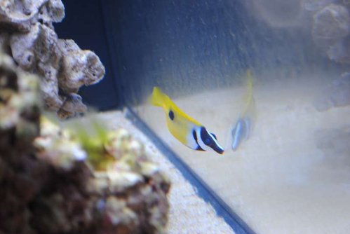 17.JPG (26.12 KiB) Vist 3215 gange Siganus unimaculatus