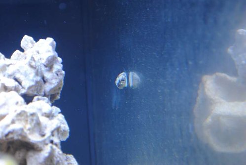 18.JPG (24.54 KiB) Vist 3215 gange Nerita sp.