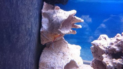 Magnetic Reef Shelf