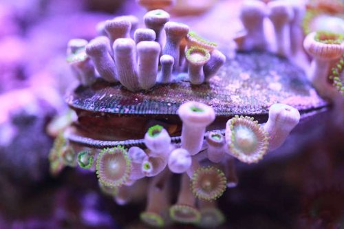 radzoa.jpg