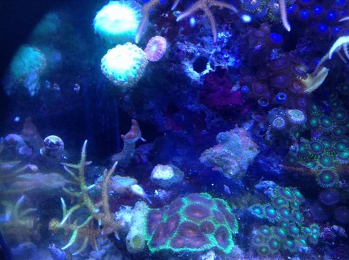 4 små syge montipora