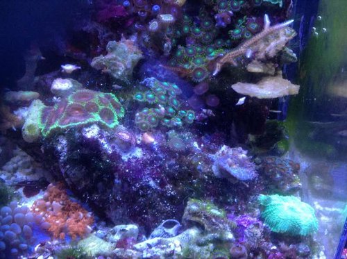 Kan i finde en frag af montipora setosa på 1mm gange 2mm