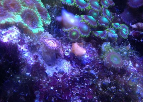 Mini frag af setosa