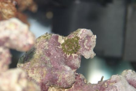 6 lille anemone.JPG