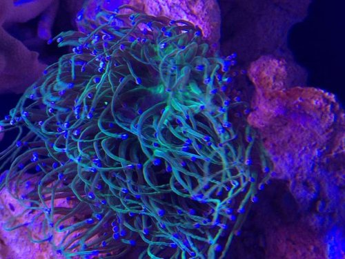 image.jpg (60.82 KiB) Vist 751 gange Blålige spidser