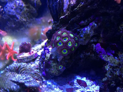 Lidt yellow supmarine.