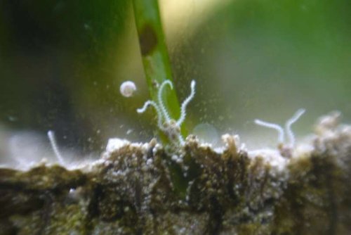 Mini Slangestjerner Amphipholis squamata