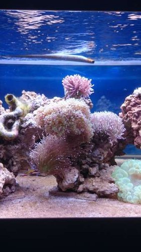 4.JPG (30.86 KiB) Vist 3723 gange Midten