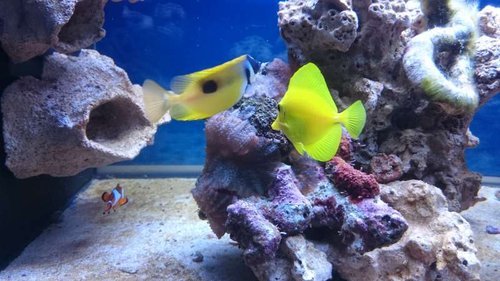 6.JPG (51.19 KiB) Vist 3772 gange Amphiprion ocellaris, Siganus unimaculatus og Zebrasoma flavescens