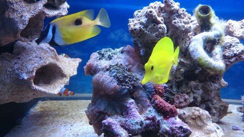 7.JPG (55.96 KiB) Vist 3772 gange Amphiprion ocellaris, Siganus unimaculatus og Zebrasoma flavescens