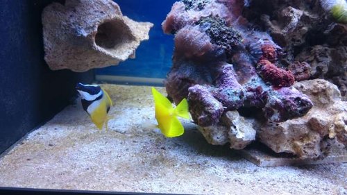 8.JPG (52.48 KiB) Vist 3772 gange Siganus unimaculatus og Zebrasoma flavescens