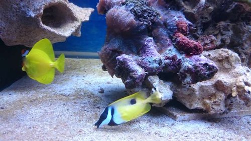 9.JPG (56.12 KiB) Vist 3772 gange Amphiprion ocellaris, Siganus unimaculatus og Zebrasoma flavescens