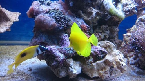 10.JPG (52.61 KiB) Vist 4434 gange Siganus unimaculatus og Zebrasoma flavescens