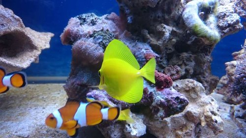 11.JPG (48.91 KiB) Vist 3433 gange Amphiprion ocellaris og Zebrasoma flavescens