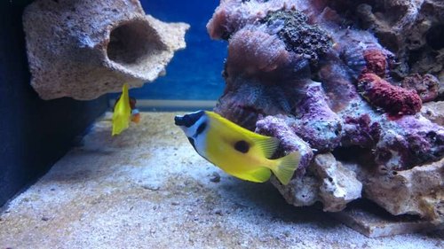 12.JPG (51.28 KiB) Vist 3723 gange Amphiprion ocellaris, Siganus unimaculatus og Zebrasoma flavescens