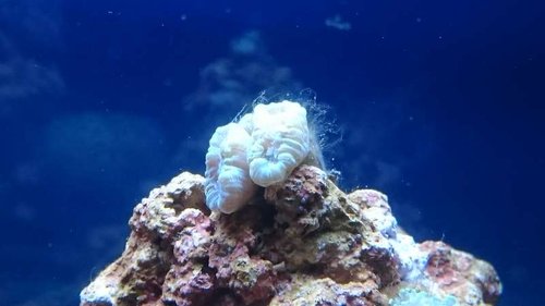 13.JPG (28.48 KiB) Vist 3772 gange Caulastrea