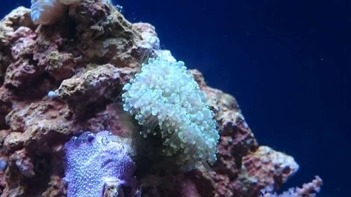 14.JPG (38.78 KiB) Vist 3723 gange Euphyllia divisa (grønne spidser)