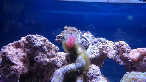 17.JPG (38.78 KiB) Vist 3772 gange Rørorm