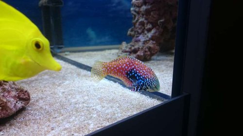 1.JPG (31.07 KiB) Vist 3723 gange Zebrasoma flavescens og Macropharyngodon bipartitus (female)