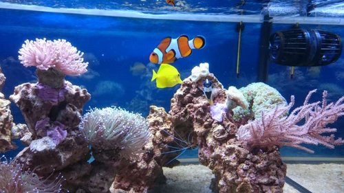 2.JPG (55.47 KiB) Vist 4434 gange Amphiprion ocellaris, Zebrasoma flavescens, Siganus unimaculatus og Lysmata amboinensis