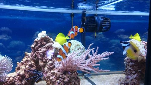 3.JPG (51.49 KiB) Vist 3723 gange Amphiprion ocellaris, Zebrasoma flavescens, Siganus unimaculatus og Lysmata amboinensis