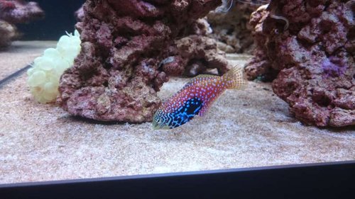 4.JPG (50.26 KiB) Vist 3723 gange Macropharyngodon bipartitus (female)