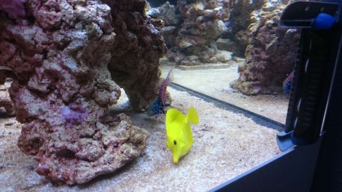 5.JPG (48.57 KiB) Vist 3723 gange Macropharyngodon bipartitus (female) og Zebrasoma flavescens