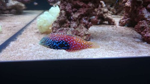 6.JPG (36.84 KiB) Vist 3772 gange Macropharyngodon bipartitus (female)