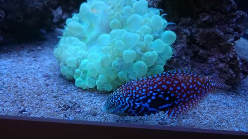 7.JPG (40.78 KiB) Vist 3723 gange Macropharyngodon bipartitus (female)