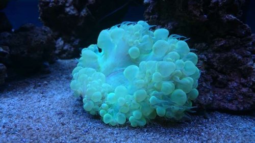 8.JPG (38.55 KiB) Vist 3772 gange Plerogyra sinuosa (green)